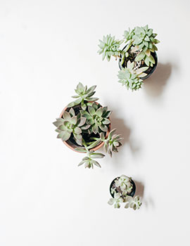 indoor plant