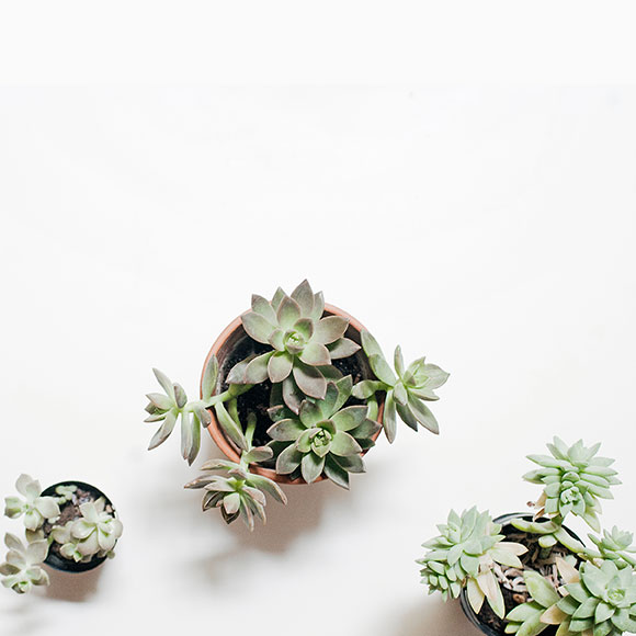 Plant indoor